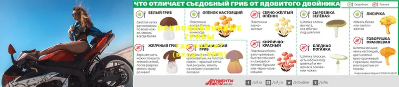 даркнет клад  Приволжск  Псилоцибиновые грибы мухоморы  купить наркотики цена 